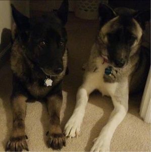 Meet your Posher, Ginger